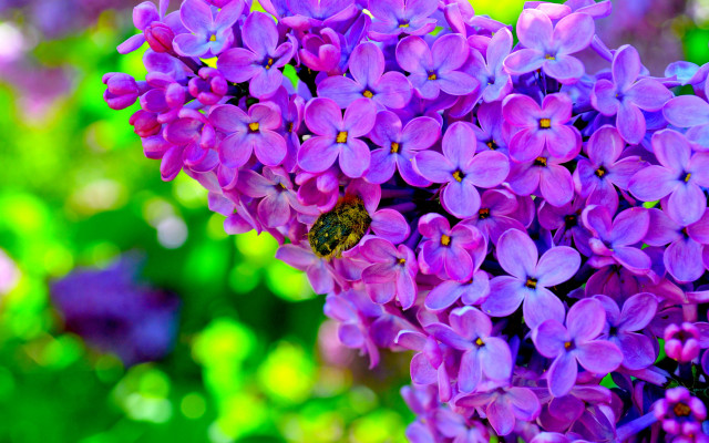 Bee purple flower garden macro #2 free wallpaper - medium preview image