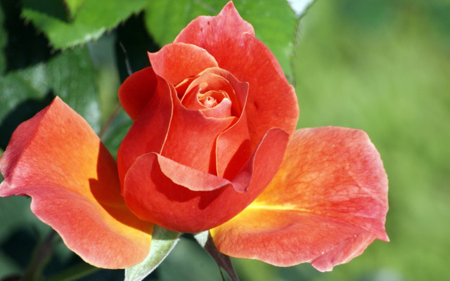Red rose yellow center green free wallpaper - medium preview image