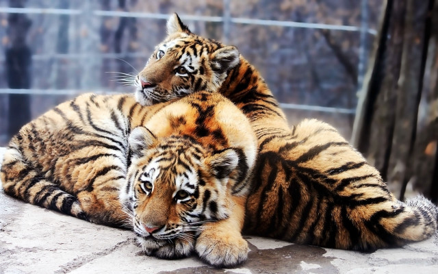 Tiger shiba inu zoo enclosure free wallpaper - medium preview image