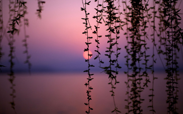 Sunset water plant leaves tranquil free wallpaper - medium preview image