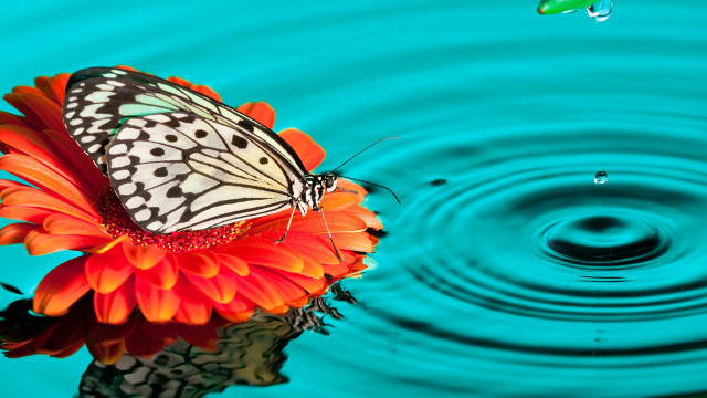 Butterfly flower pond water drop free wallpaper - medium preview image