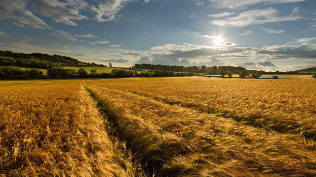 Wheat field sun clouds puzzle free wallpaper - medium preview image