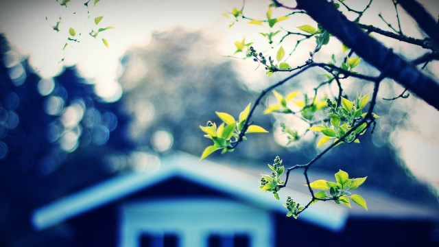 Tree branch green leaves background free wallpaper - medium preview image