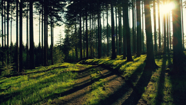 Forest path sunshine grass nature free wallpaper - medium preview image