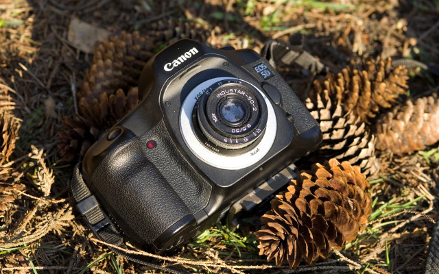 Camera pinecone autumn blurry city free wallpaper - medium preview image