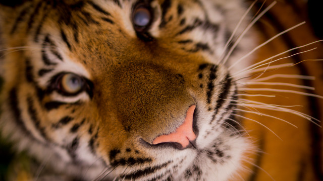Tiger closeup macro animal photography free wallpaper - medium preview image