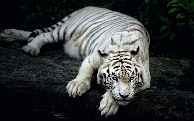 White tiger rock night closed free wallpaper - medium preview image
