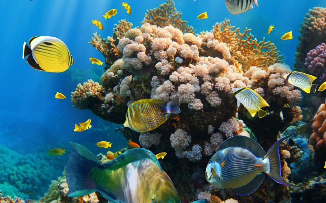 Coral reef fish underwater environmental #2 free wallpaper - medium preview image