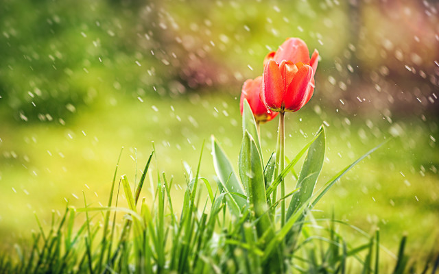 Red flower rainy green lawn free wallpaper - medium preview image