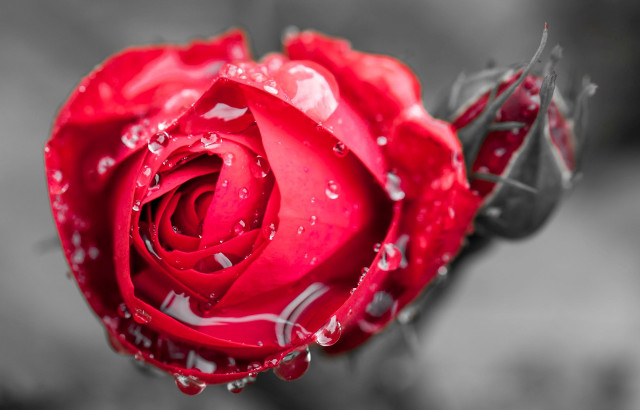Red rose water droplets macro #4 free wallpaper - medium preview image