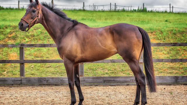 Horse dirt field fence green free wallpaper - medium preview image