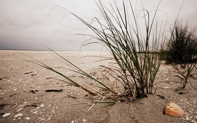 Sea shell beach grass cloudy free wallpaper for desktop - medium preview image