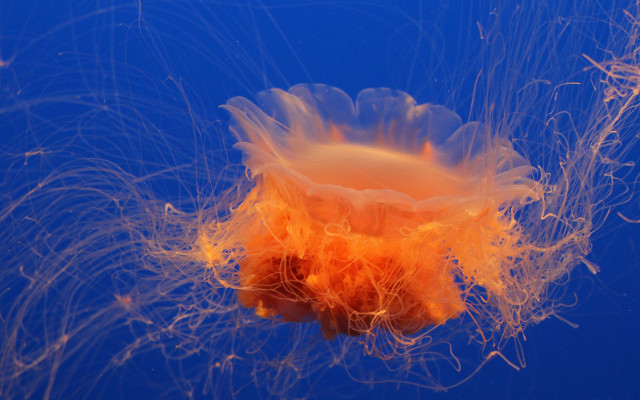 Jellyfish orange hair nature fireworks free wallpaper - medium preview image