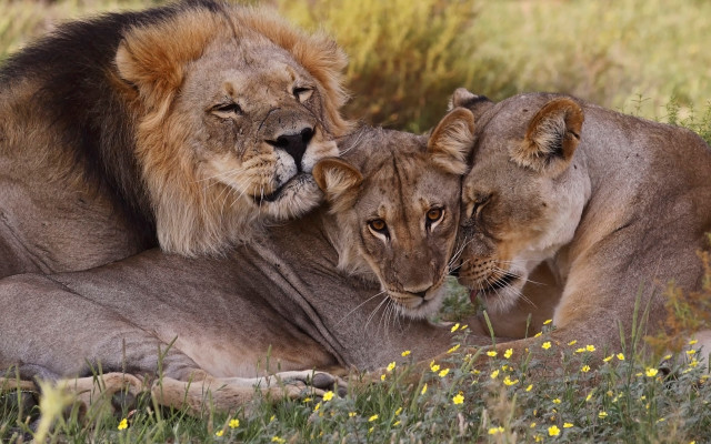 Lions laying down grass flower free wallpaper - medium preview image