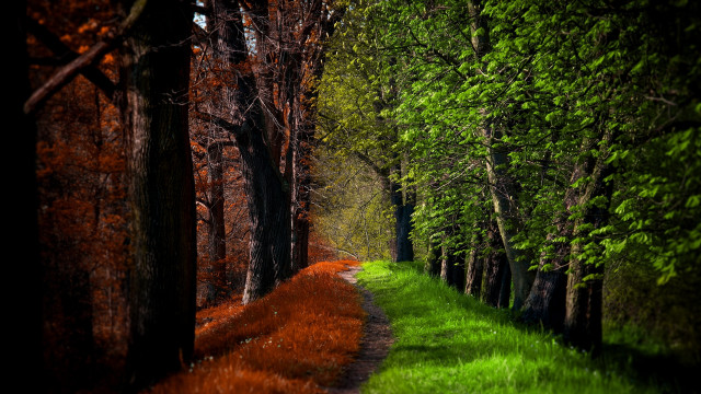 Woodland path green grass trees free wallpaper - medium preview image