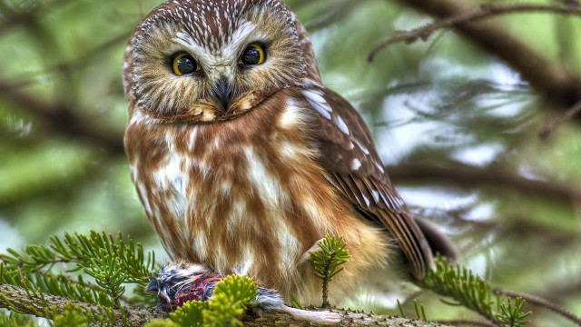 Small owl branch pine background free wallpaper - medium preview image