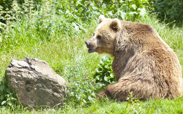 Brown bear grassy field rock free wallpaper - medium preview image