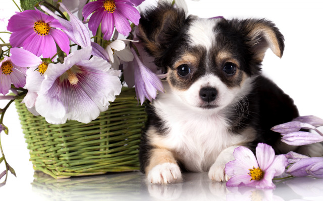 Small dog flower baskets still free wallpaper - medium preview image