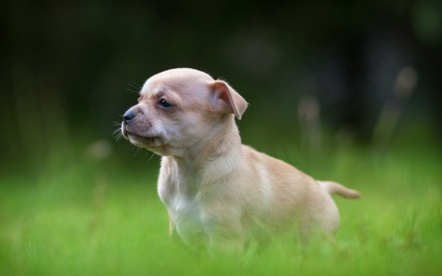Small dog green grass blurry free wallpaper - medium preview image