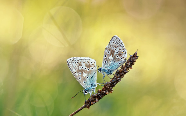 Butterflies plant blurry background macro free wallpaper - medium preview image