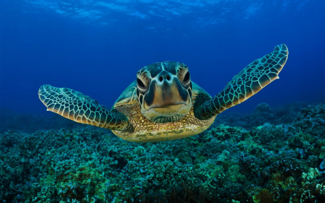 Turtle coral reef ocean ecological #3 free wallpaper - medium preview image