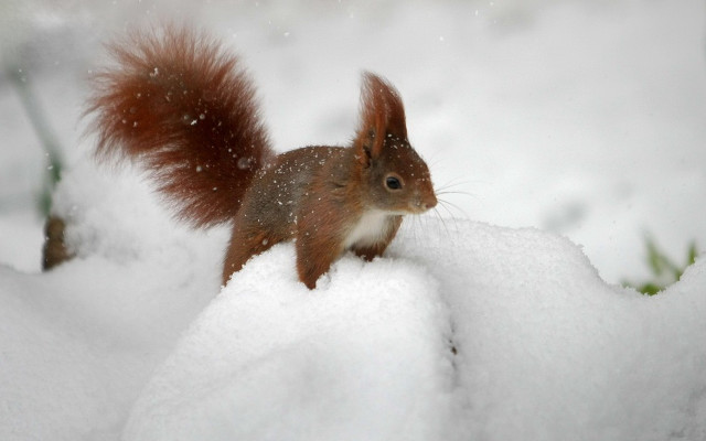 Squirrel snow pile chippy award free wallpaper - medium preview image