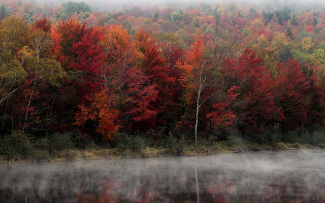 Foggy lake autumn trees mountains free wallpaper - medium preview image