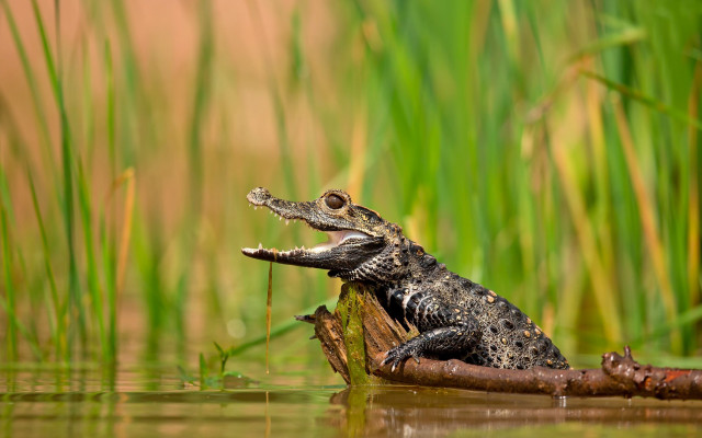 Small alligator log water mouth free wallpaper - medium preview image