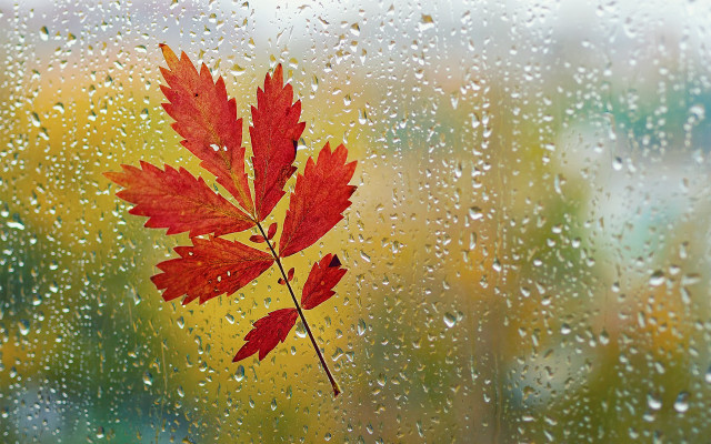 Red leaf rainy window autumn free wallpaper - medium preview image