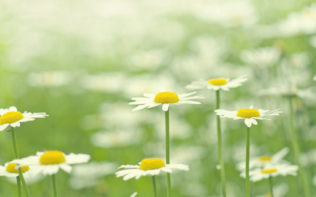 Daisy field blurry background shallow free wallpaper - medium preview image