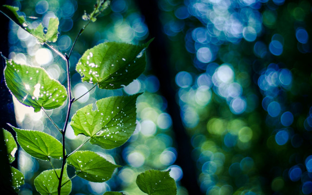 Green leaf water drops forest free wallpaper - medium preview image