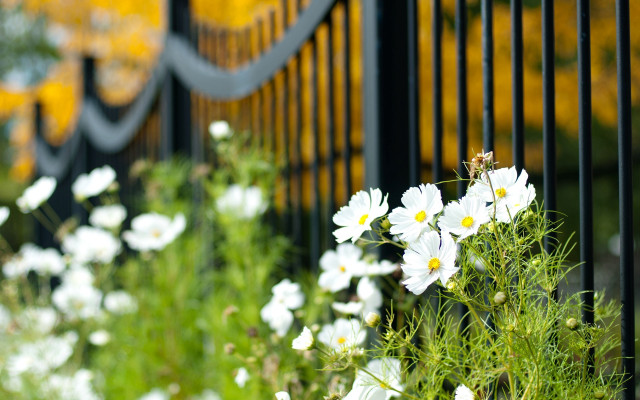 Fence flowers bokeh garden daisy free wallpaper - medium preview image