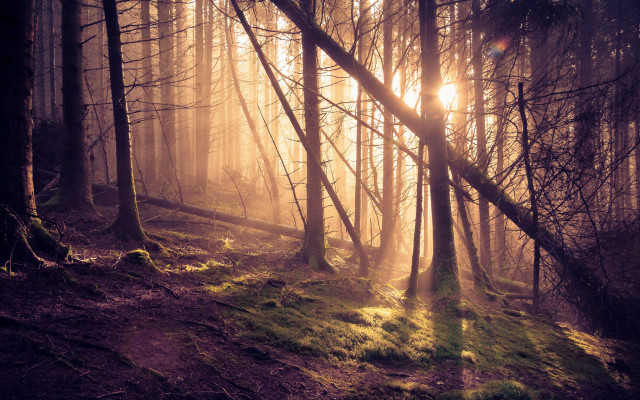 Forest sunshine trail autumn nature free wallpaper - medium preview image