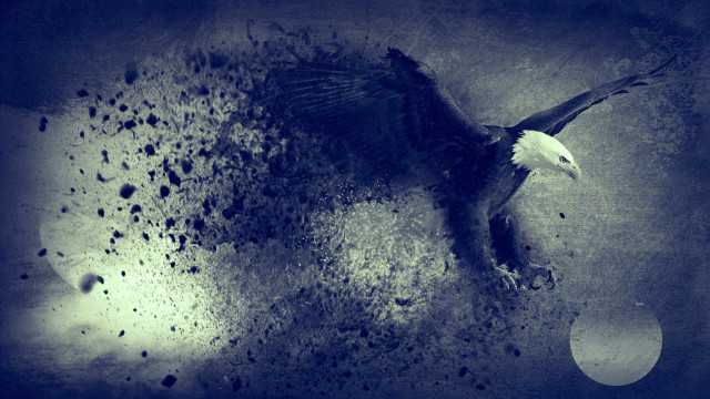 Eagle flying over moonlit night free wallpaper - medium preview image