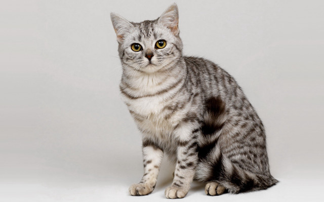 Cat gray striped background realistic free wallpaper - medium preview image