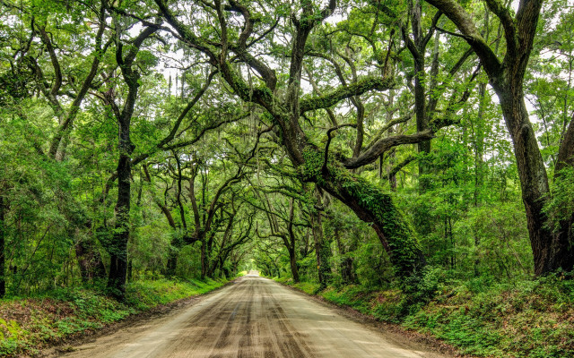 Dirt road forest trees green free wallpaper - medium preview image