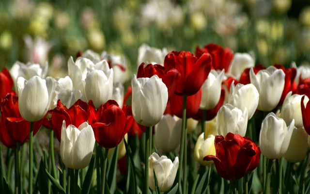 Red tulips blurry flower field free wallpaper - medium preview image