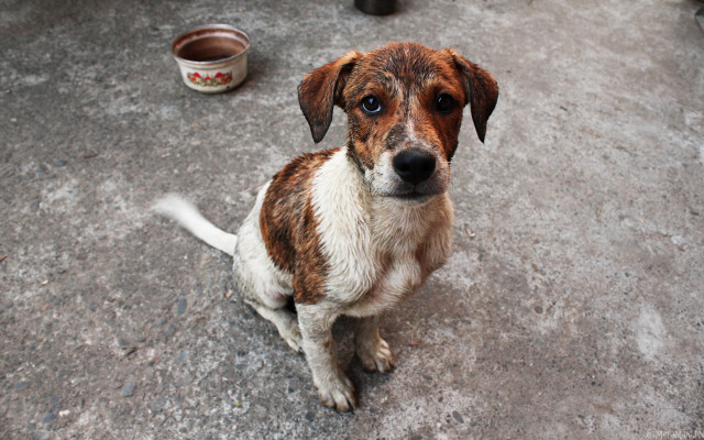 Dog bowl water tachisme photocopy free wallpaper - medium preview image