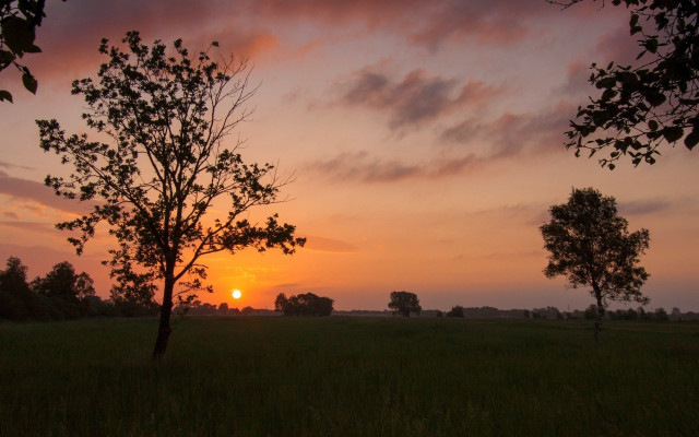 Sunset field trees grass clouds free wallpaper - medium preview image