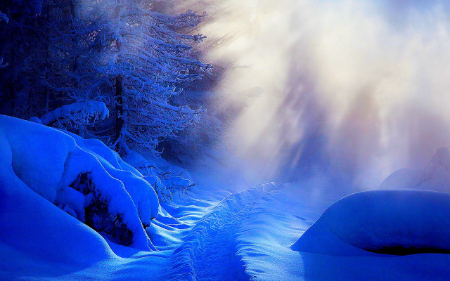 Snowy forest snowboarder mist magic free wallpaper - medium preview image
