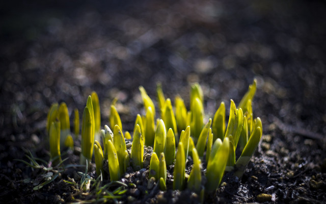 Plant leaves dirt macro blurry free wallpaper - medium preview image