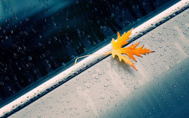 Leaf car window rain water free wallpaper - medium preview image