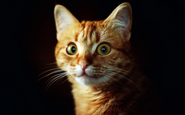 Black cat yellow eyes carlos free wallpaper - medium preview image