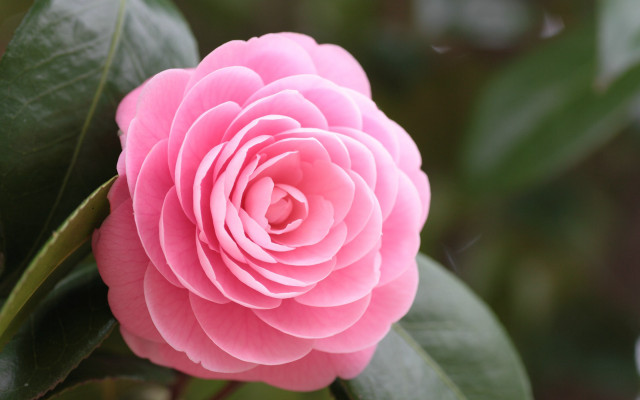Pink flower green leaves macro #2 free wallpaper - medium preview image