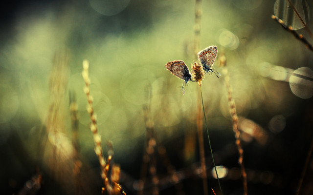 Butterflies dew plant bokeh macro free wallpaper - medium preview image