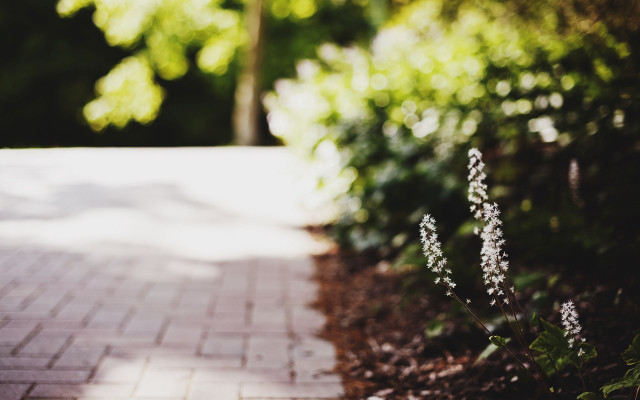 Brick path plants tree tonalism free wallpaper - medium preview image