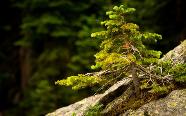 Tiny tree rock moss forest free wallpaper - medium preview image