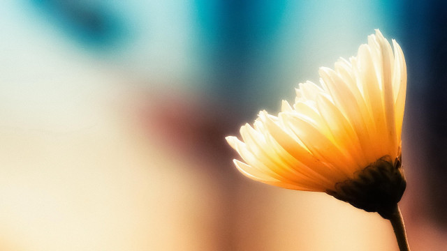 Yellow flower macro gradient sunset free wallpaper - medium preview image