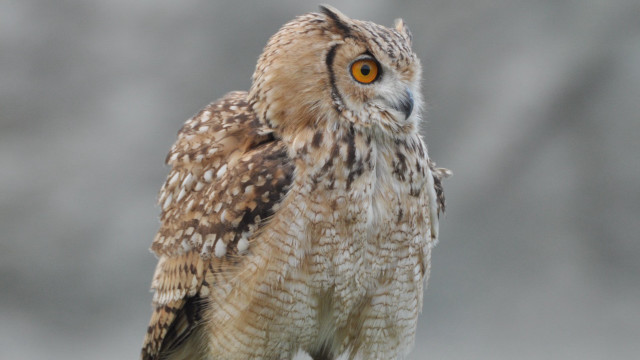 Owl closeup blurry background naturalism free wallpaper - medium preview image