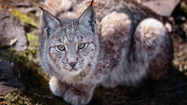 Cat closeup grass rocks blurry free wallpaper - medium preview image